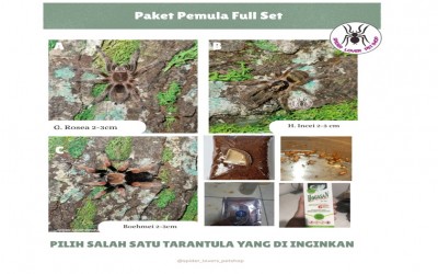 PAKET PEMULA FULL SET - TARANTULA HOLOTHELE INCEI